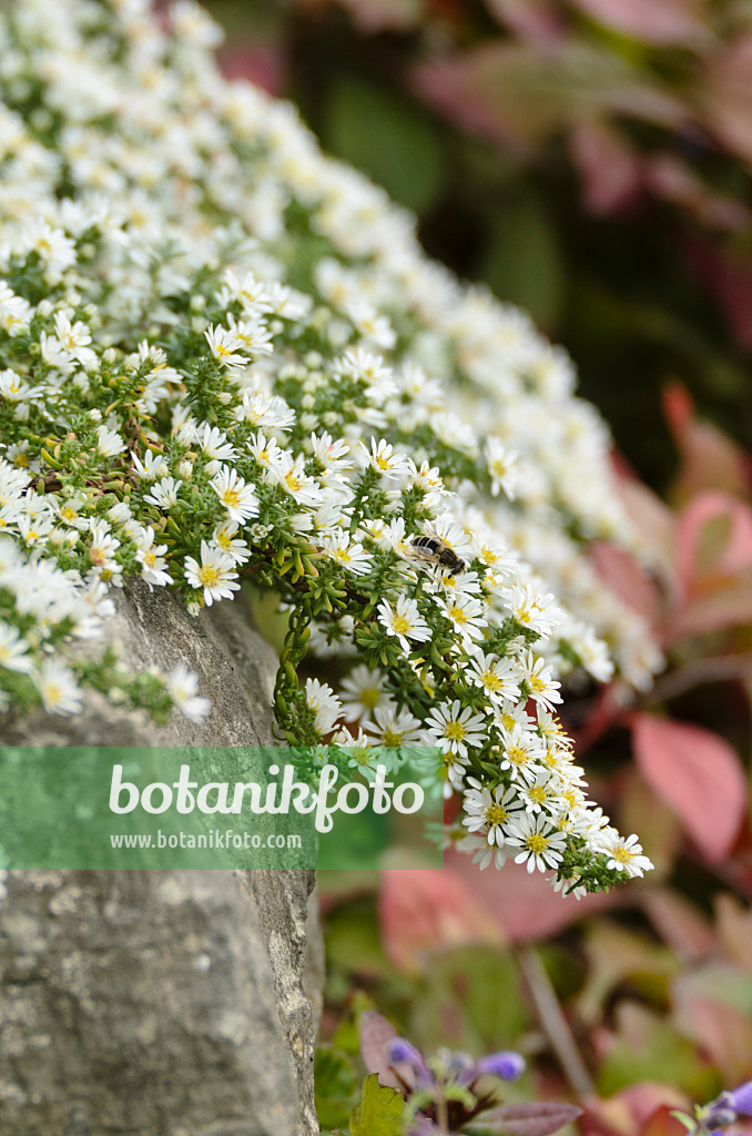 501115 - Aster (Aster speciosus 'Connecticut')