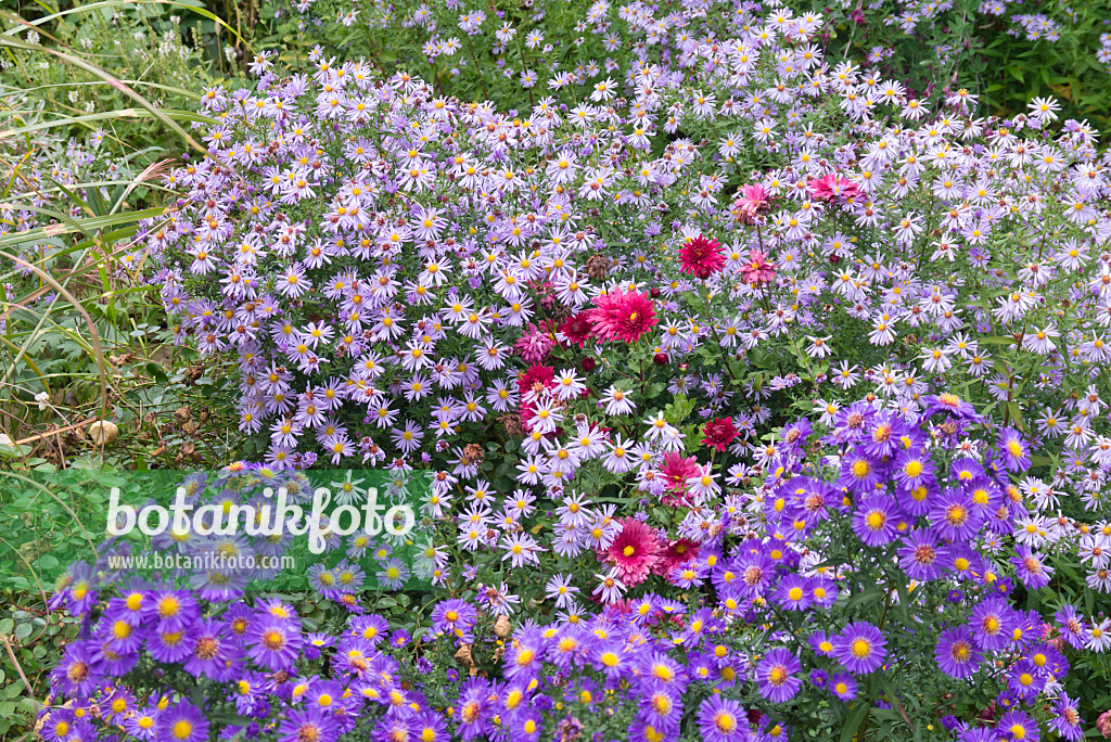 573115 - Astern (Aster) und Chrysanthemen (Chrysanthemum)