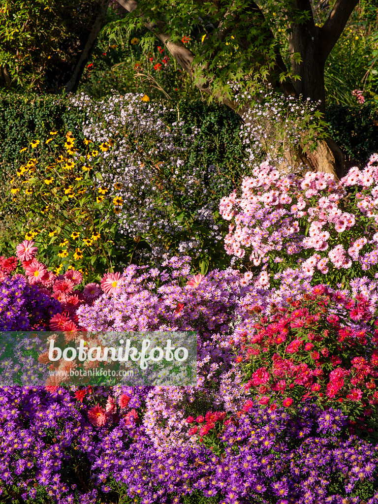 430116 - Astern (Aster), Chrysanthemen (Chrysanthemum) und Sonnenhut (Rudbeckia)