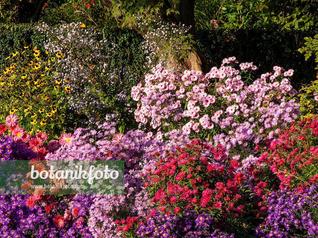 430117 - Astern (Aster), Chrysanthemen (Chrysanthemum) und Sonnenhut (Rudbeckia)