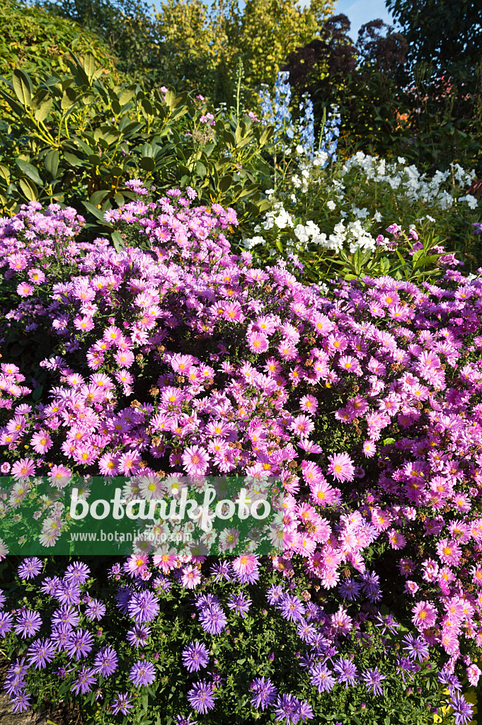 512101 - Astern (Aster) in einem herbstlichen Staudengarten