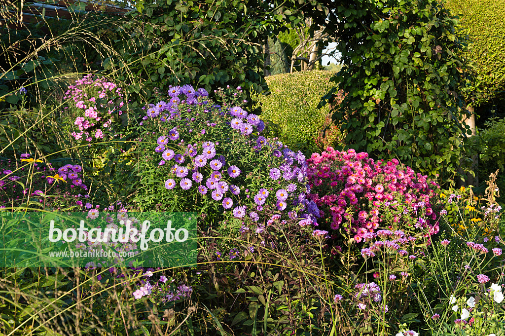 512104 - Astern (Aster) in einem herbstlichen Staudengarten