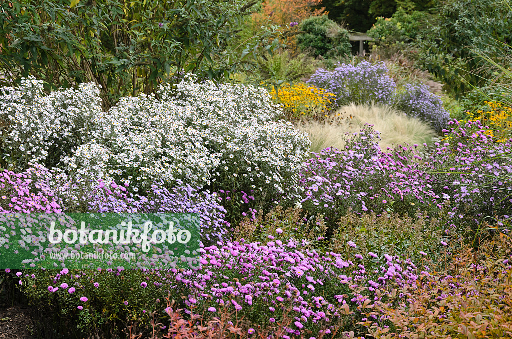 549030 - Astern (Aster) in einem herbstlichen Staudengarten