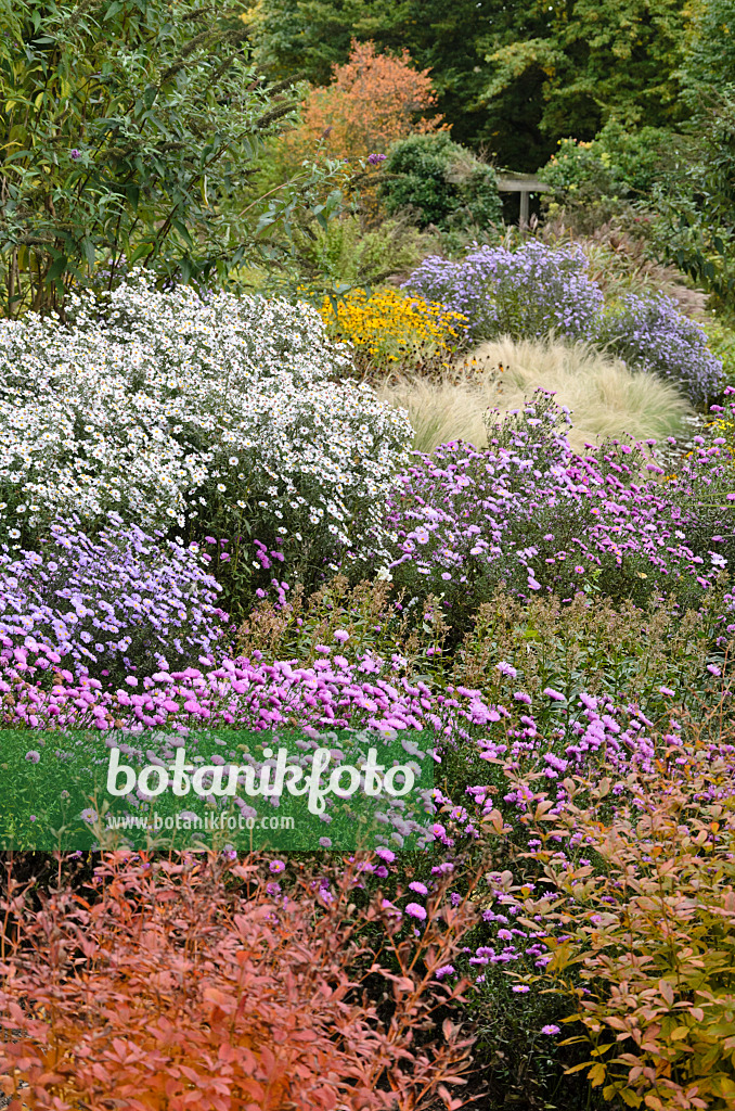 549031 - Astern (Aster) in einem herbstlichen Staudengarten