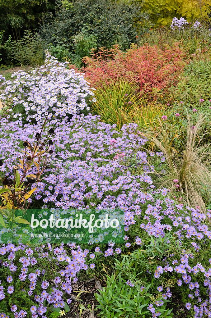 549135 - Astern (Aster) in einem herbstlichen Staudengarten