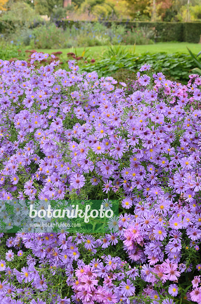 549139 - Astern (Aster) in einem herbstlichen Staudengarten