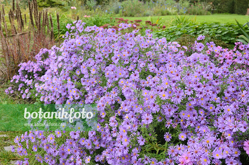 549140 - Astern (Aster) in einem herbstlichen Staudengarten