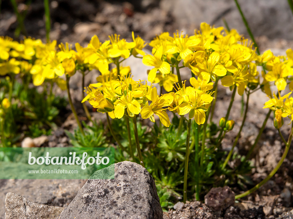 436126 - Athos-Felsenblümchen (Draba athoa)