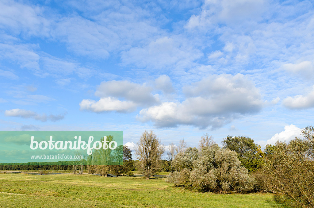 501141 - Auenlandschaft, Naturschutzgebiet Oderwiesen, Frankfurt an der Oder, Deutschland