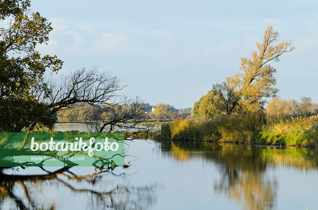 501145 - Auenlandschaft, Naturschutzgebiet Oderwiesen, Frankfurt an der Oder, Deutschland