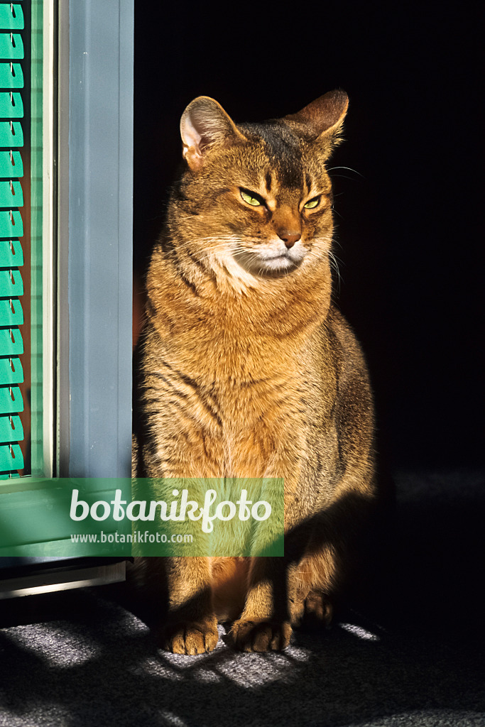 370060 - Aufrecht sitzende, müde Abessinierkatze auf einem sonnigen Fensterbrett