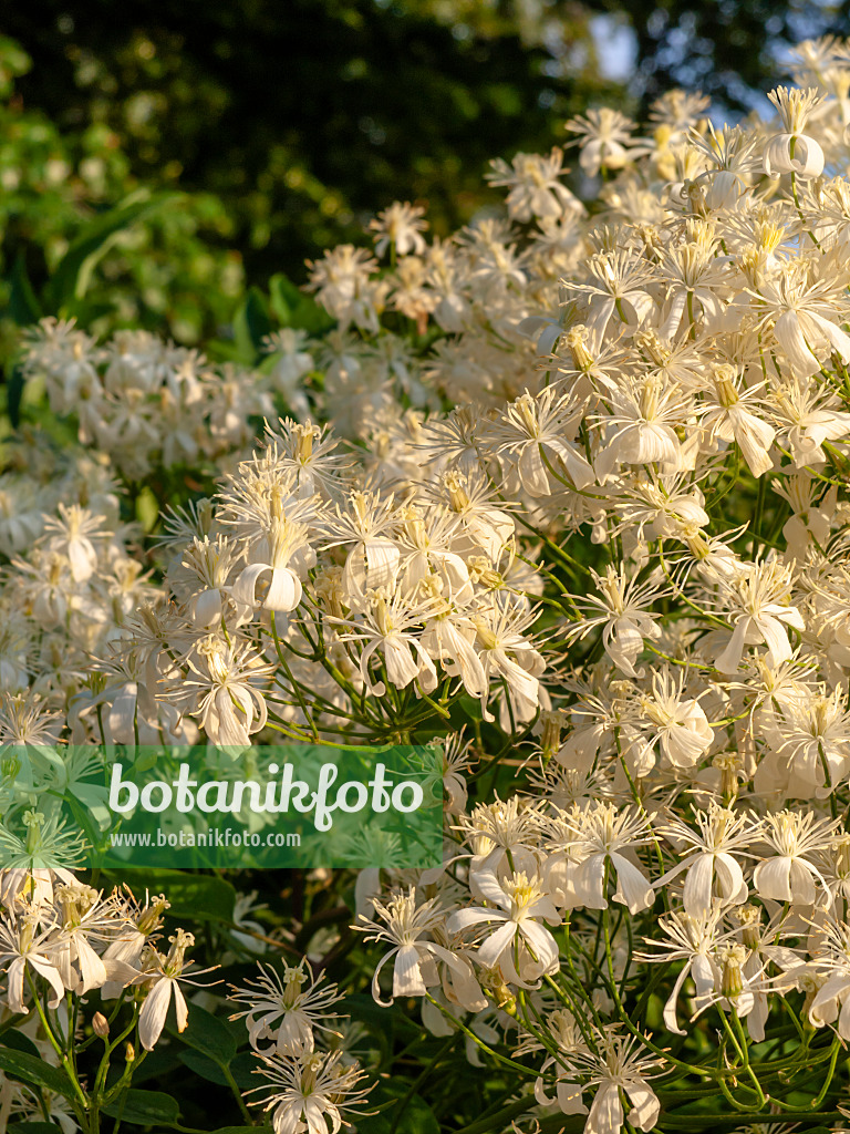 438270 - Aufrechte Waldrebe (Clematis recta)