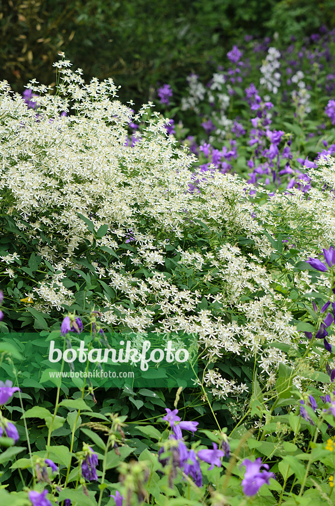 521174 - Aufrechte Waldrebe (Clematis recta) und Glockenblumen (Campanula)