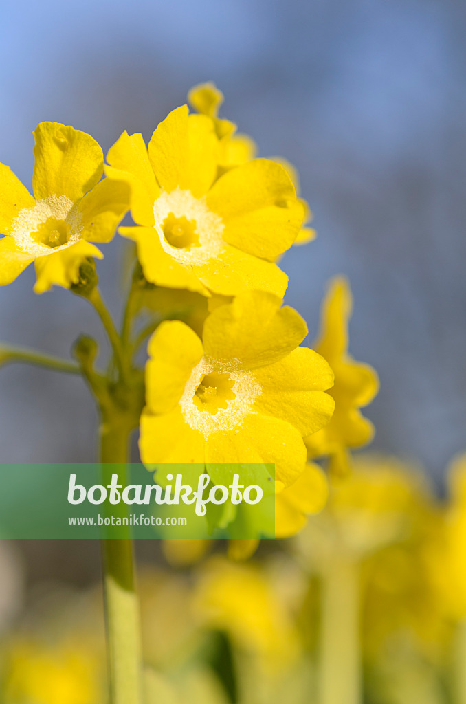 507062 - Aurikel (Primula auricula)