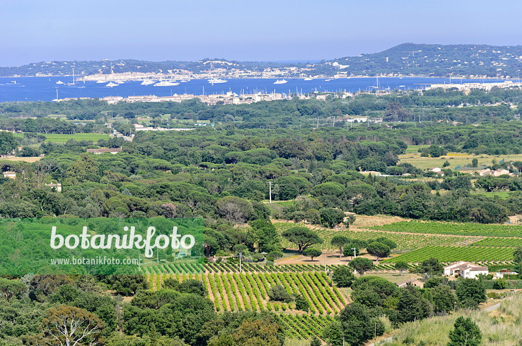 569046 - Ausblick auf den Golf von Saint-Tropez, Frankreich