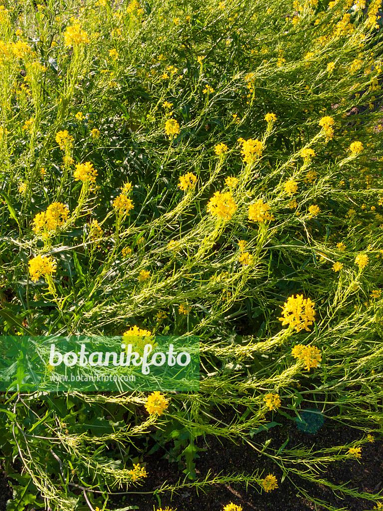 413055 - Ausdauernder Rapsdotter (Rapistrum perenne)