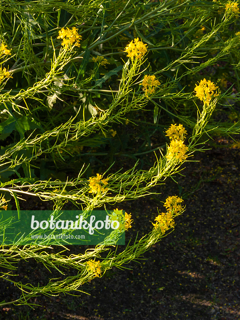 413056 - Ausdauernder Rapsdotter (Rapistrum perenne)