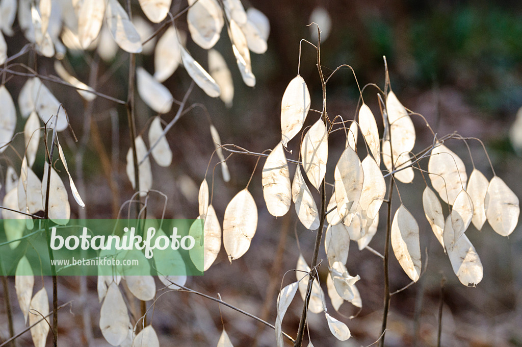 467067 - Ausdauerndes Silberblatt (Lunaria rediviva)