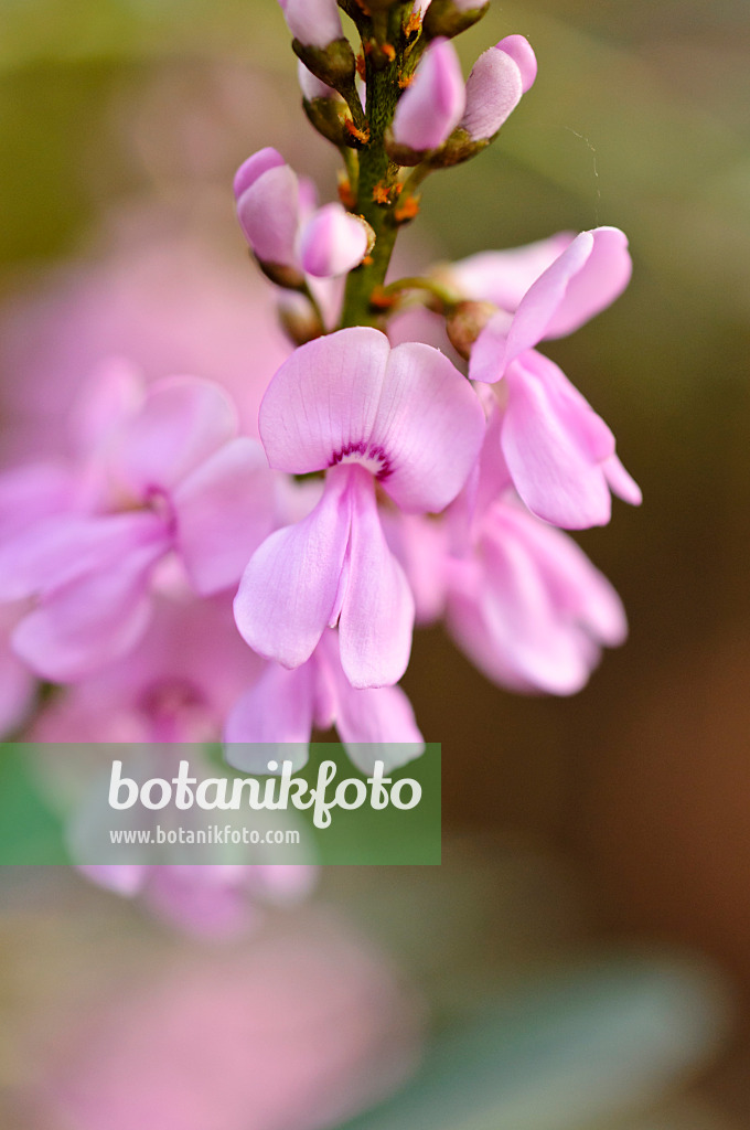 480025 - Australischer Indigostrauch (Indigofera australis)