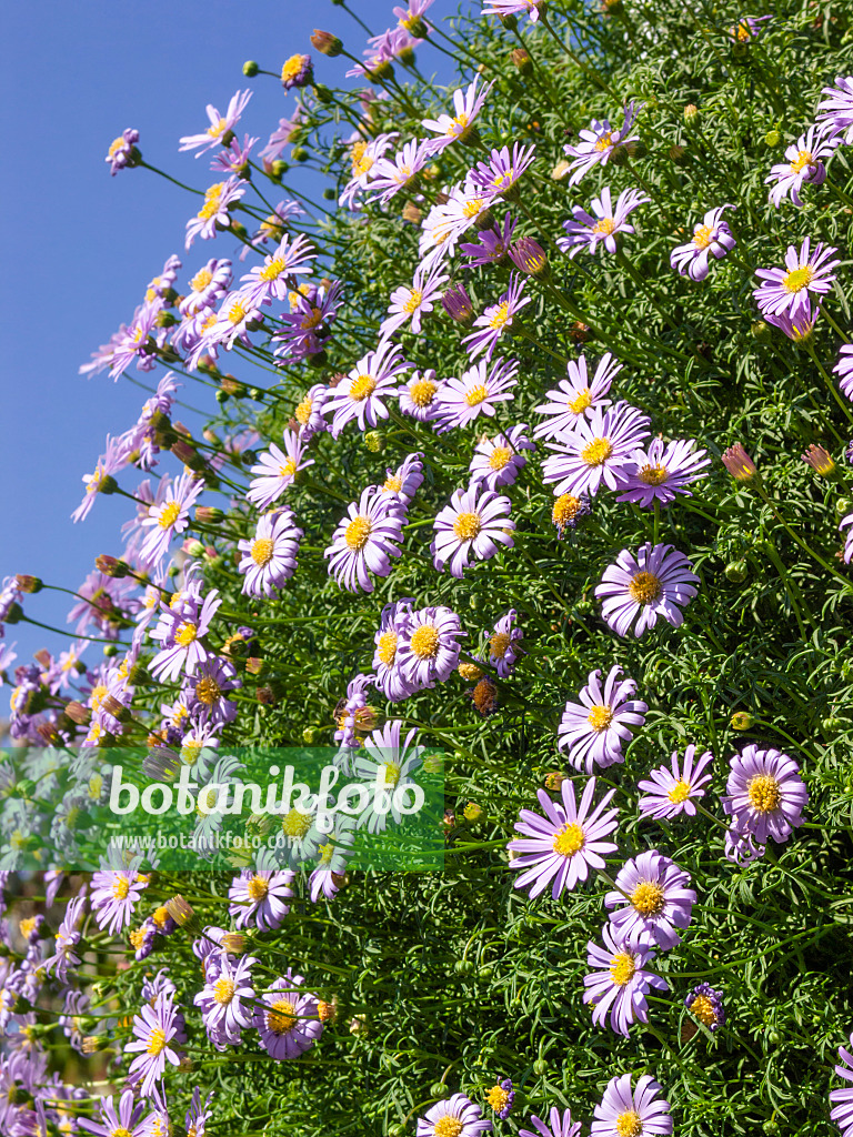 417012 - Australisches Gänseblümchen (Brachyscome)