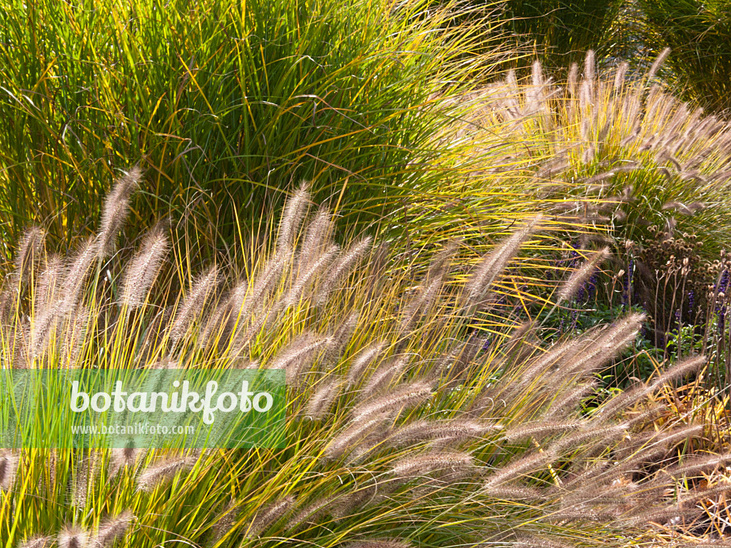 418077 - Australisches Lampenputzergras (Pennisetum alopecuroides)