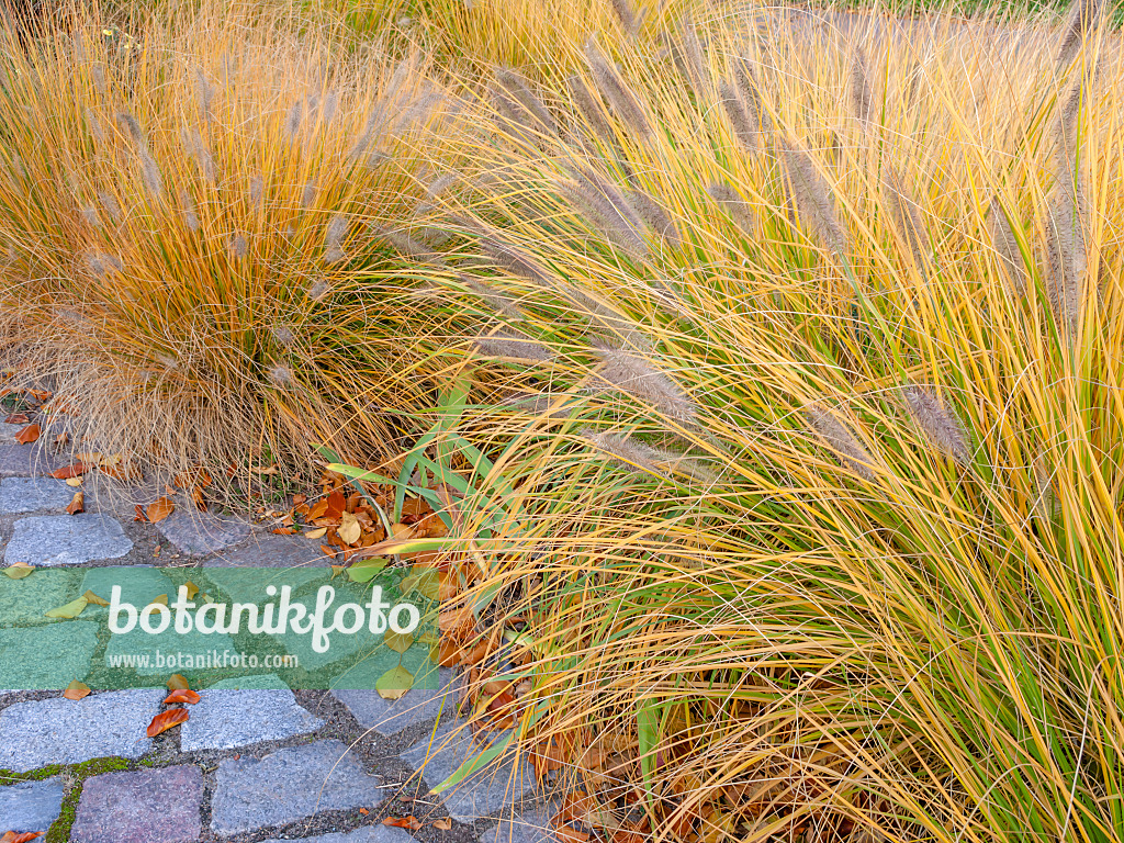 442128 - Australisches Lampenputzergras (Pennisetum alopecuroides)