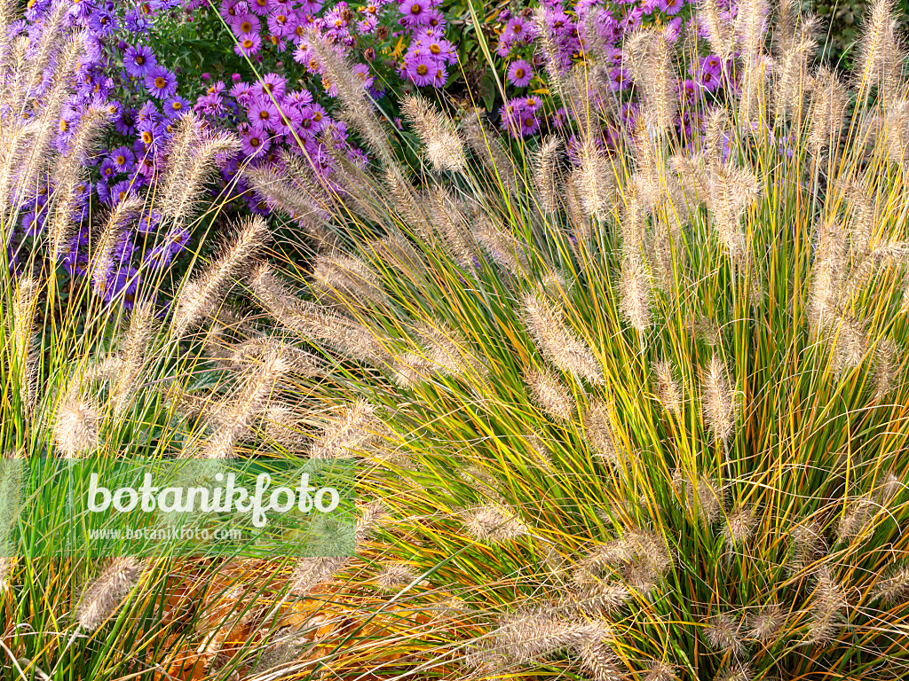 465193 - Australisches Lampenputzergras (Pennisetum alopecuroides 'Hameln') und Aster (Aster)