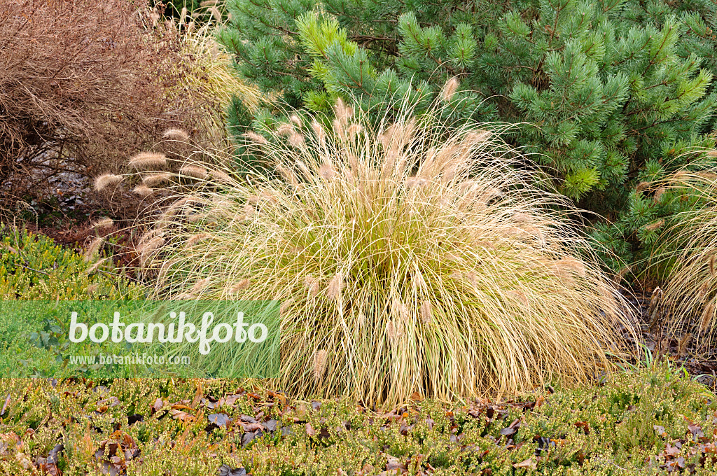 467054 - Australisches Lampenputzergras (Pennisetum alopecuroides)