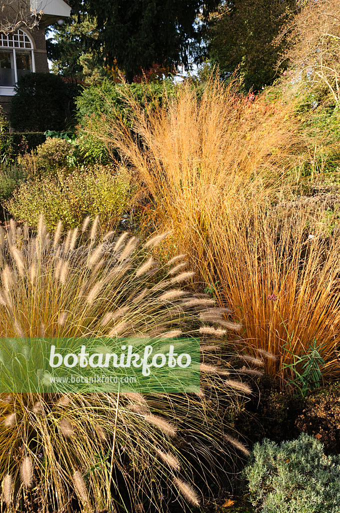 478023 - Australisches Lampenputzergras (Pennisetum alopecuroides) und Riesenpfeifengras (Molinia arundinacea 'Transparent')