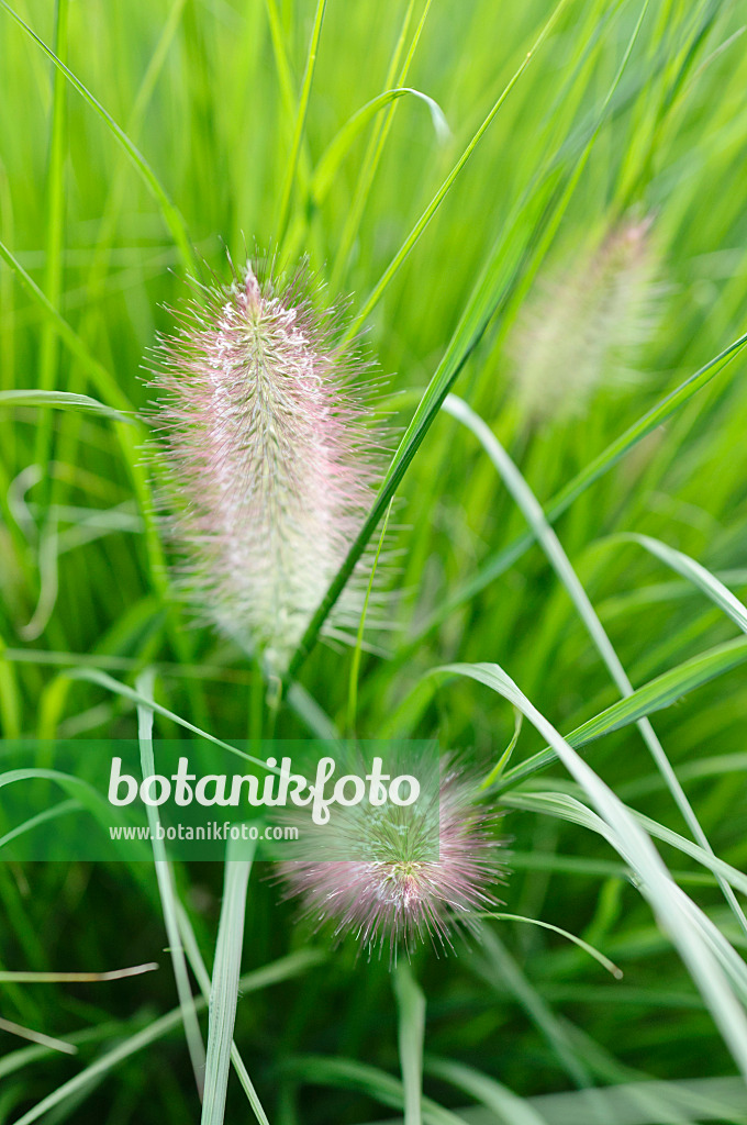 488007 - Australisches Lampenputzergras (Pennisetum alopecuroides)