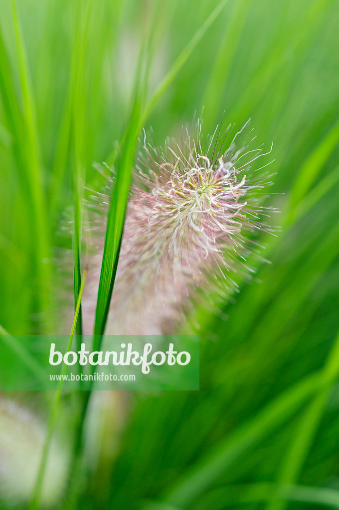 488008 - Australisches Lampenputzergras (Pennisetum alopecuroides)