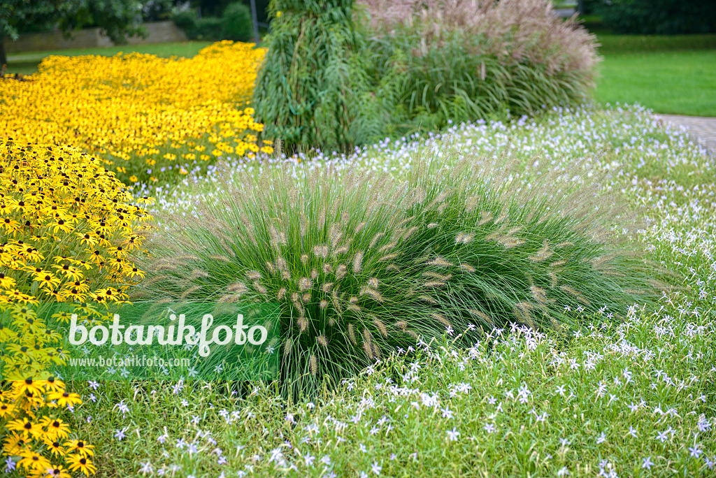 547212 - Australisches Lampenputzergras (Pennisetum alopecuroides 'Hameln') und Gewöhnlicher Sonnenhut (Rudbeckia fulgida 'Goldsturm')