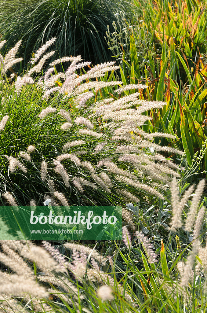 571011 - Australisches Lampenputzergras (Pennisetum alopecuroides)