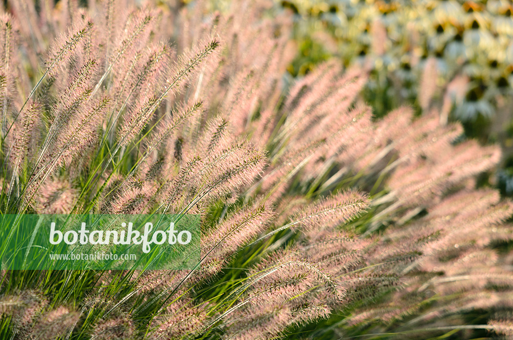 571087 - Australisches Lampenputzergras (Pennisetum alopecuroides 'Hameln')