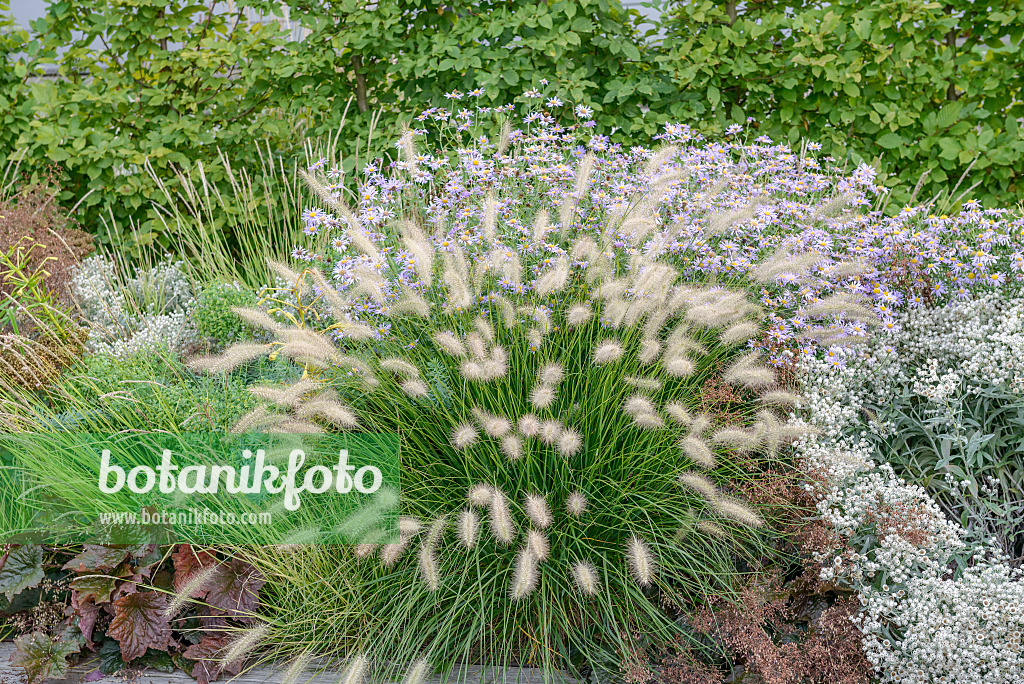 575174 - Australisches Lampenputzergras (Pennisetum alopecuroides 'Little Bunny')