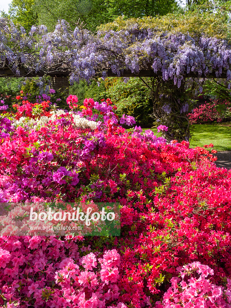 401085 - Azalee (Rhododendron) und Blauregen (Wisteria)