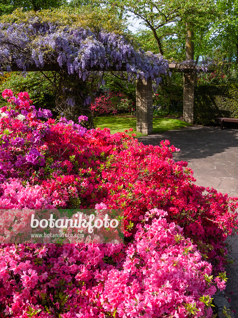 401086 - Azalee (Rhododendron) und Blauregen (Wisteria)