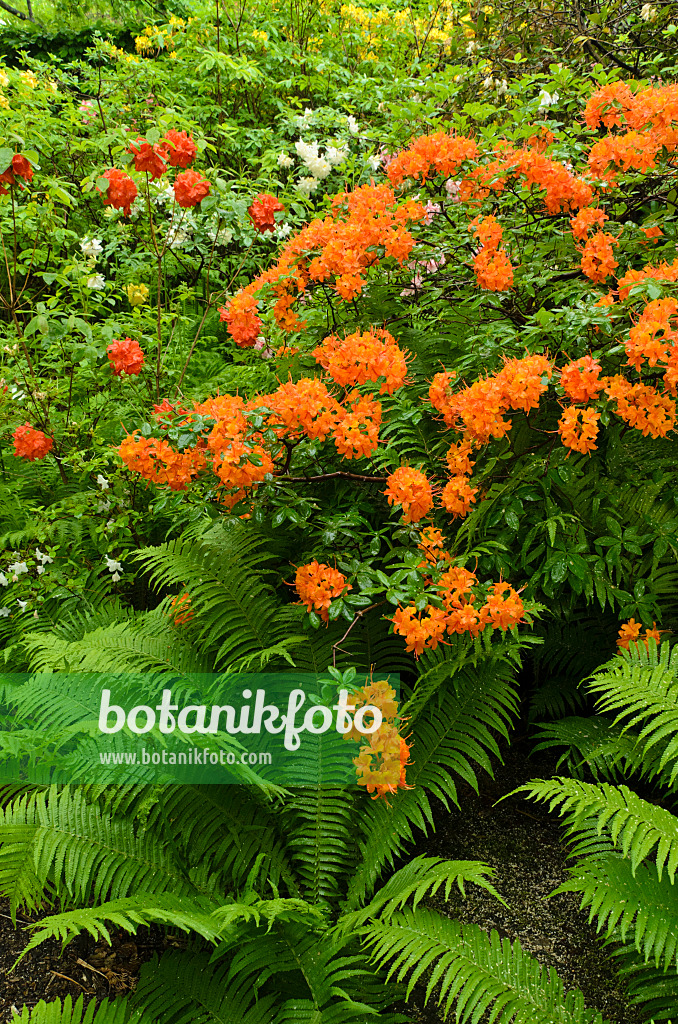 496231 - Azaleen (Rhododendron) und Europäischer Straußfarn (Matteuccia struthiopteris)