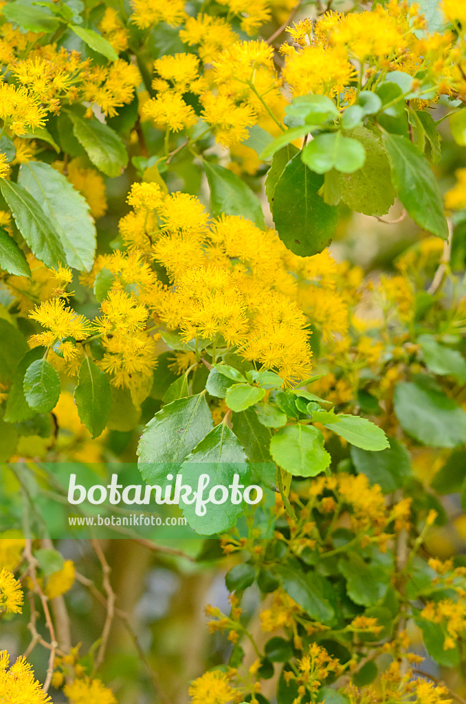 533361 - Azara serrata 'Andes Gold'