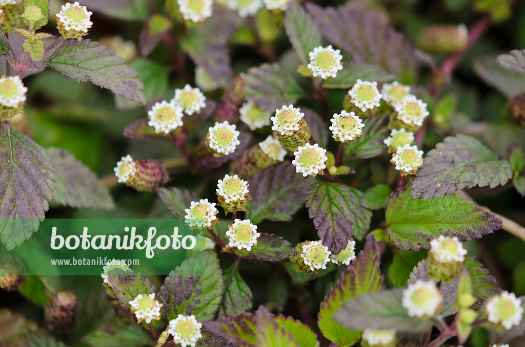 524160 - Aztekisches Süßkraut (Lippia dulcis)