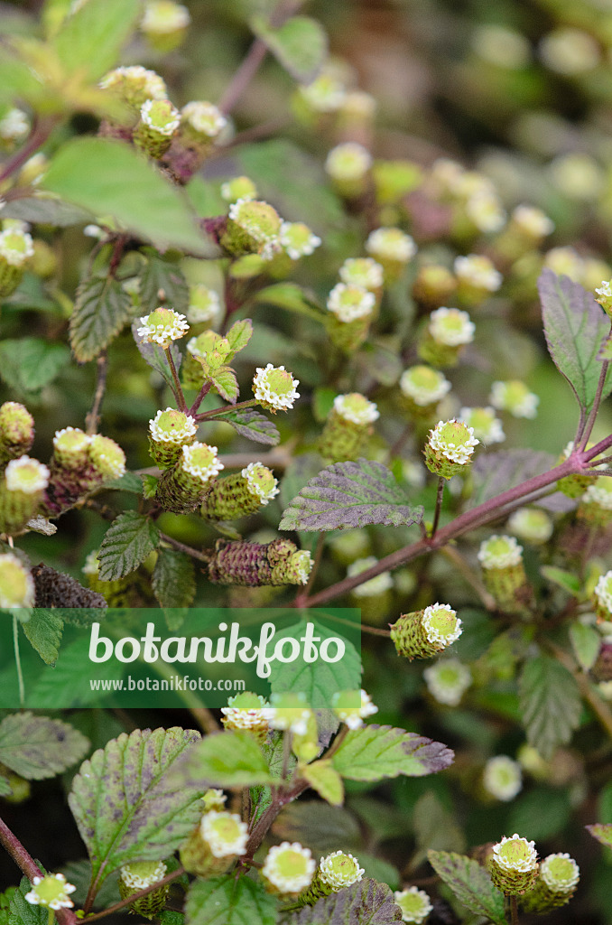 524161 - Aztekisches Süßkraut (Lippia dulcis)