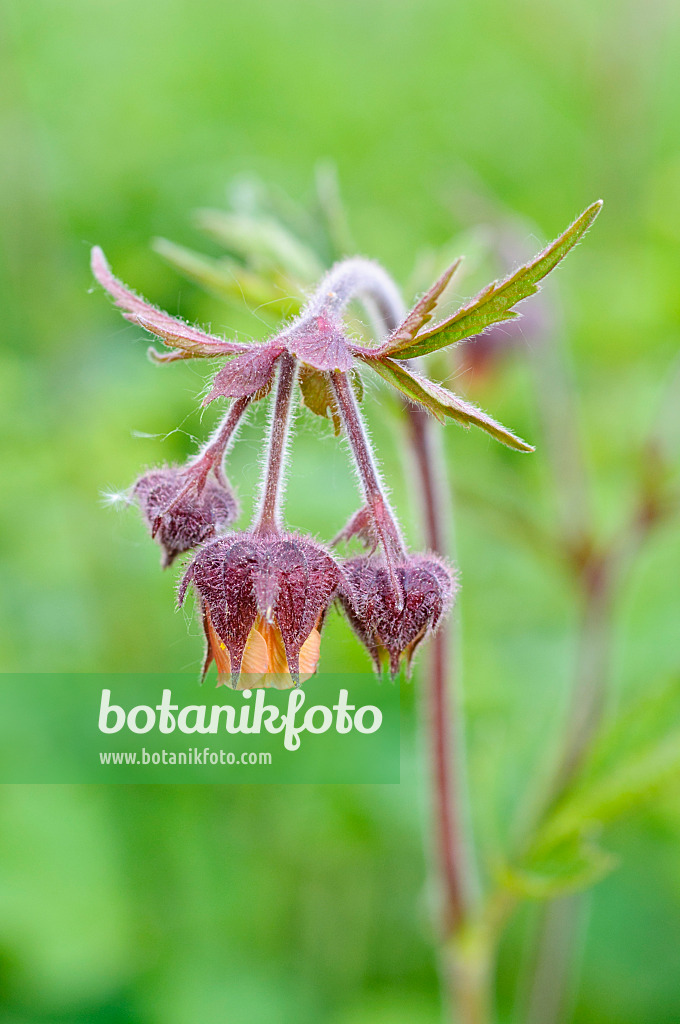 471295 - Bachnelkenwurz (Geum rivale)