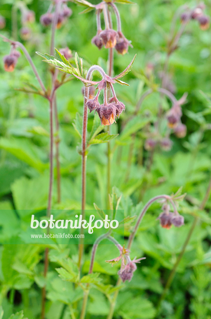 471296 - Bachnelkenwurz (Geum rivale)