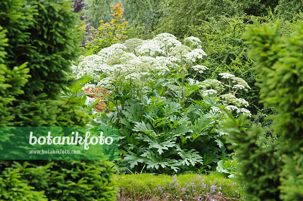 485134 - Bärenklau (Heracleum lanatum)