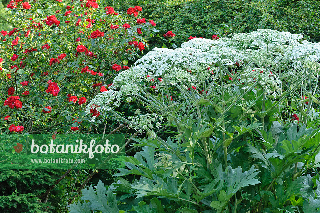 473031 - Bärenklau (Heracleum lanatum) und Strauchrose (Rosa Parkdirektor Riggers)