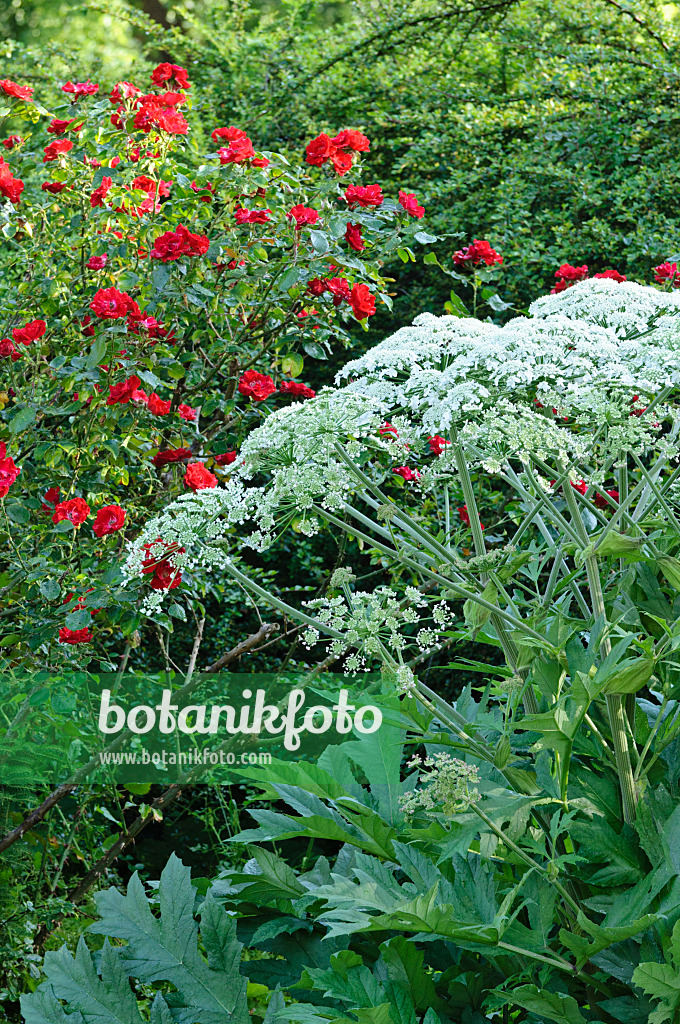 473032 - Bärenklau (Heracleum lanatum) und Strauchrose (Rosa Parkdirektor Riggers)