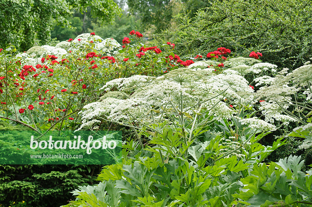 485125 - Bärenklau (Heracleum lanatum) und Strauchrose (Rosa Parkdirektor Riggers)