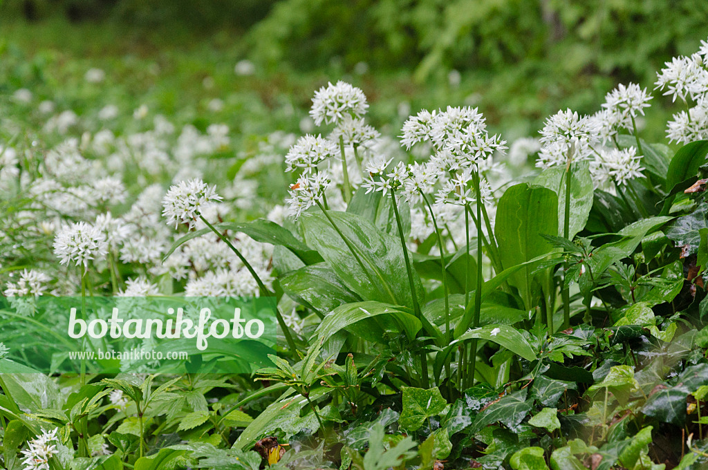 484126 - Bärlauch (Allium ursinum)