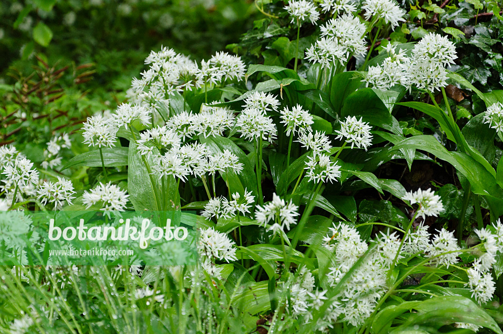 484127 - Bärlauch (Allium ursinum)