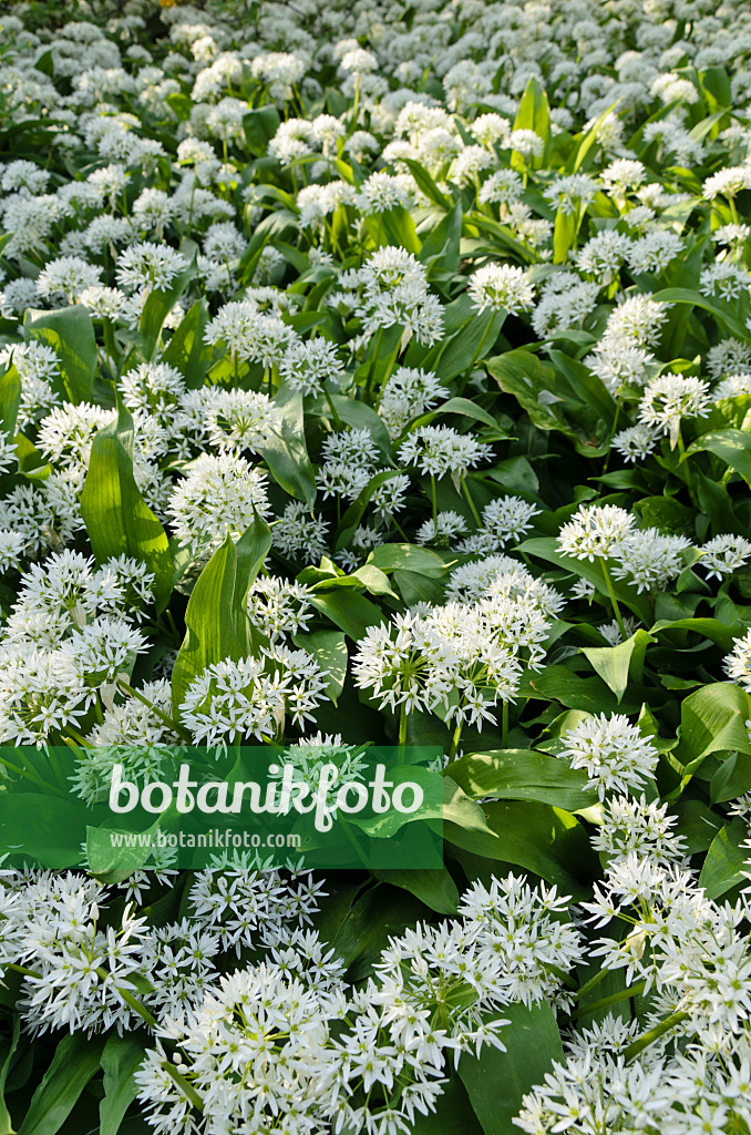 496098 - Bärlauch (Allium ursinum)